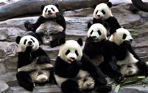 zoos in asia